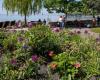 Lausanne: Umweltfreundliche Blumen sind in Ouchy nicht einig