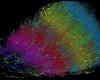 Die erste Kartierung des menschlichen Gehirns im Nanometermaßstab enthüllt das Unsichtbare!