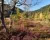 Waldlandschaften der Hautes Vosges. Gestern, heute und morgen? : Spaziergang in Le Valtin