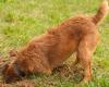 Tiere: Warum gräbt mein Hund Löcher im Garten?