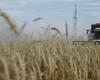 Prognose für die weltweite Weizenernte sinkt, Russland trifft zu