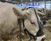 Puy de Dome. Die 33. Ausgabe des Livestock Summit wird alle Rekorde brechen