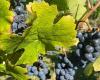 Warum das Weingut Cahors im Lot mindestens 600 Hektar Rebfläche roden will
