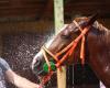 Ein heftiger Brand führt auf einem Gestüt in Calvados zum Tod von 70 Pferden