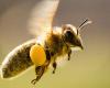 Schweizer Bienen werden wie Nutztiere behandelt