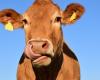 „Die Kuh hat es gefressen“: Ein Bauer findet seine Rolex fünfzig Jahre nach dem Verlust wieder