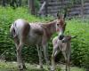 Puy de Dome. Zwei Geburten seltener, der Öffentlichkeit wenig bekannter Tiere: „Eine neue Hoffnung“