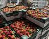 Landwirte im Norden Ontarios ernten dieses Jahr früher als erwartet Erdbeeren