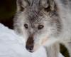 In Alberta verändert das Töten von Wölfen das Verhalten, wie eine BC-Studie zeigt