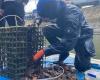 In Rouen beherbergen die Fischschulen am Jachthafen Hunderte von Jungfischen
