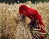 Indien führt Beschränkungen für die Weizenvorräte ein und könnte bei Bedarf auf Importe zurückgreifen