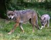 RTL-UNTERSUCHUNG – Unfall im Zoo von Thoiry: Wie sich die Joggerin unter den Wölfen wiederfand