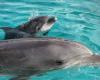 Drei Delfine lassen sich in einem Becken im Alten Hafen nieder – Angers Info