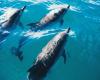 Drei Delfine im Hafen von La Rochelle gefangen