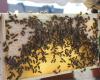 Mangelernährung, Vergiftungen … Warum starben Zehntausende Bienen in Straßburg?