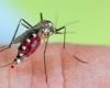 Warum Mückenstiche jucken und Pickel verursachen