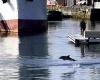 Drei junge Delfine in „Residenz“ im Trawlerbecken in La Rochelle • Informationen zu La Rochelle