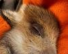 Charleville-Mézières will „Toto“ retten, ein Wildschwein, dessen Justiz Euthanasie fordert