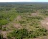 Manitoba und die First Nations werden einen 20-Jahres-Forstplan erstellen