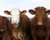 Klimawandel. Dänemark wird die Treibhausgasemissionen von Nutztieren besteuern: 90 € pro Kuh