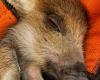 Das Wildschwein Toto könnte in einem Park in Charleville-Mézières willkommen geheißen werden