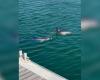 Drei junge Delfine sind seit mehreren Tagen im Hafen von La Rochelle gefangen: Versuche, sie herauszuholen, sind gescheitert