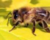 Studienergebnisse: Bienen können Lungenkrebs erkennen!