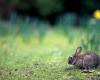 In Rouen wird der erste Kaninchenpark Frankreichs eröffnet