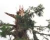 Ein vom Blitz getroffener hundert Jahre alter Mammutbaum fällt auf ein Restaurant