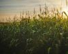 Amerikanischer Mais auf dem niedrigsten Stand seit 2020, Bestände und Flächen größer als erwartet