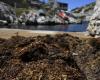 In Marseille überschwemmt eine invasive japanische Alge die Küste