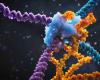 eine neue Technik zur Genbearbeitung, die effizienter und präziser als CRISPR ist