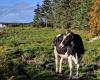 Kanadische Kühe fliehen aus Charlevoix