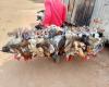 Gesellschaft: Hühnerpreise steigen in Doba