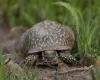 Eine Chinesin wurde mit 29 Schildkröten in der Nähe von Quebec abgefangen