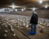 Die Vogelgrippe hat bei den Produzenten in Quebec Nachwirkungen hinterlassen