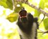 Erforschung von Lemuren, um die Entwicklung der Musik beim Menschen zu verstehen