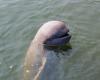Treffen Sie die entzückenden Irawadi-Delfine, eine vom Aussterben bedrohte Art