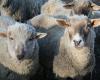 Schafe wurden darauf trainiert, im wachen Zustand MRT-Scans durchzuführen