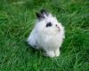 Der erste Kaninchenpark Frankreichs wird bald in Rouen seine Pforten öffnen