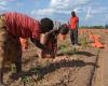 Wasser und Landwirtschaft: USAID stellt 66,8 Millionen US-Dollar für die Klimaresilienz in Sambia bereit