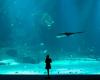 Boulogne-sur-Mer: Tauchen im Nausicaà, dem größten Aquarium Europas