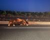 Drei Kühe bei schwerem Verkehrsunfall in der Nähe von Perpignan getötet