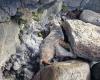 Sainte-Rose: Ein auf den Felsen gestrandeter Seelöwe, der dank eines Fischers gerettet wurde