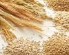 11 Millionen Tonnen: 2 afrikanische Länder gehören zu den Hauptabnehmern von russischem Weizen