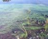 Giftige Algen wuchern im See von Vancouver Island