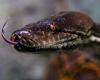 Indonesien: Frau tot im Magen einer Pythonschlange aufgefunden