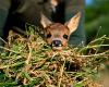 Auf dem belgischen Land morgendliche Mission zur „Rettung von Bambi“