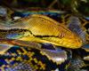 Frau tot im Magen einer Pythonschlange aufgefunden