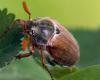 Wie
      bekämpft
      man
      Maikäfer
      im
      Garten?